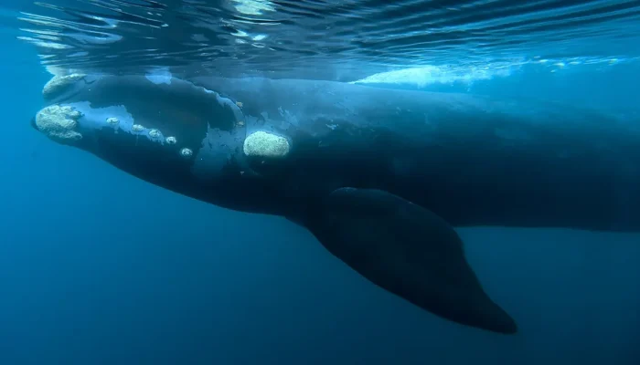 Bactéria é investigada como causa de mortandade de baleias na Patagónia