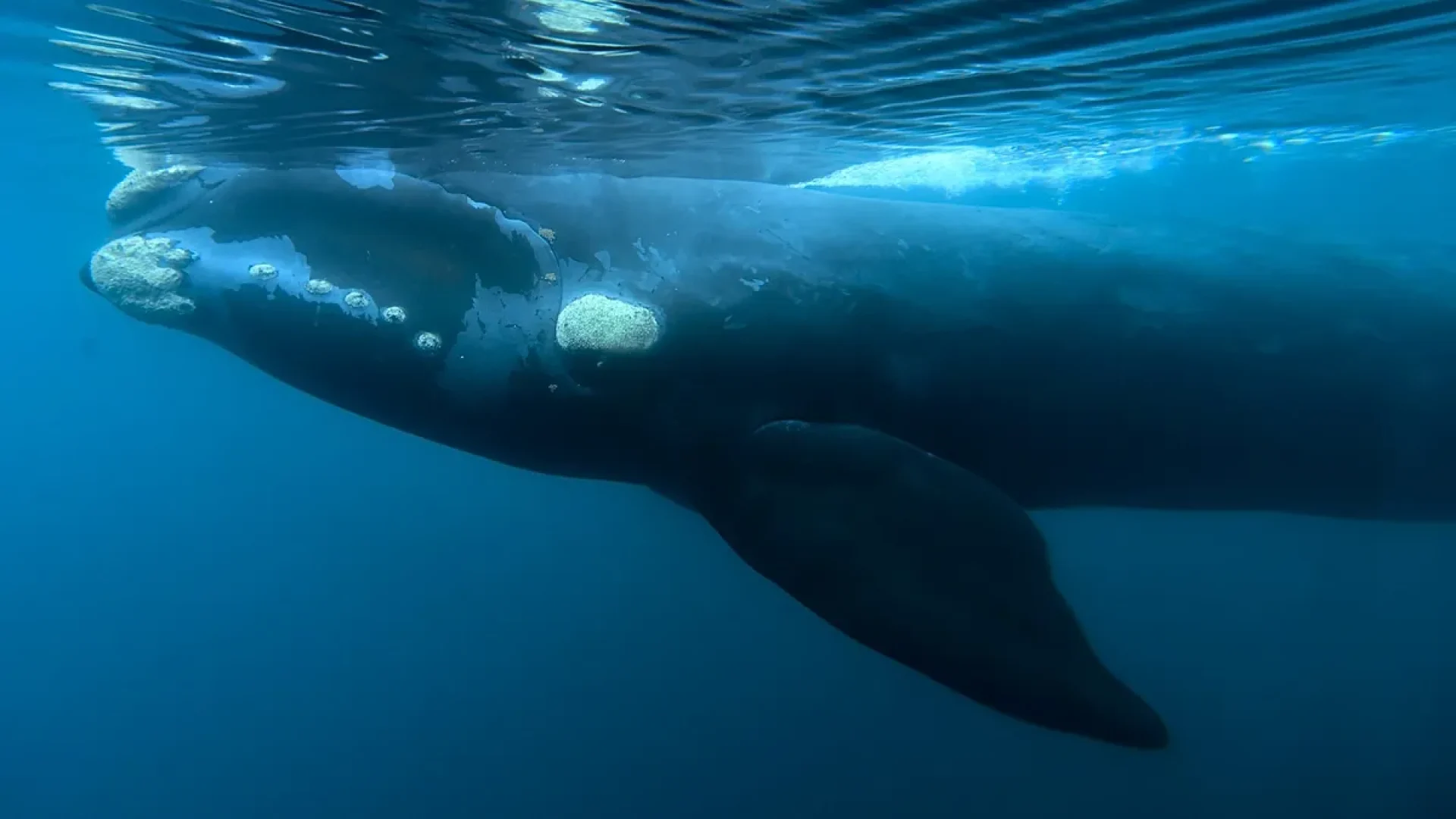 Bactéria é investigada como causa de mortandade de baleias na Patagónia