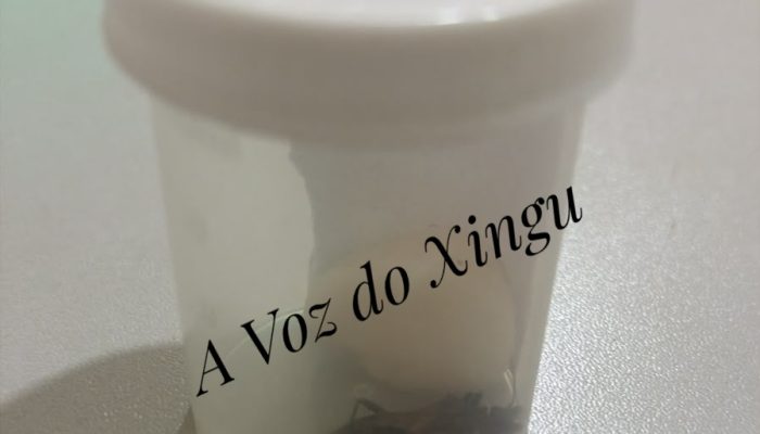 Barbeiro com protozoário de Chagas é confirmado pela Sespa em Medicilândia