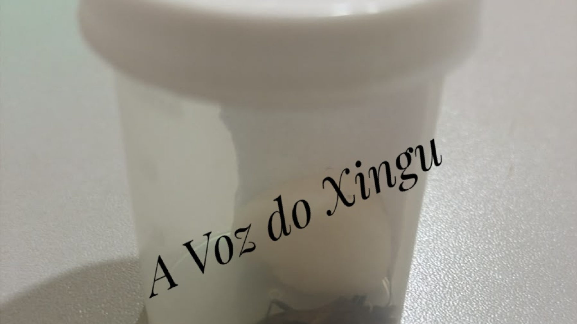 Barbeiro com protozoário de Chagas é confirmado pela Sespa em Medicilândia