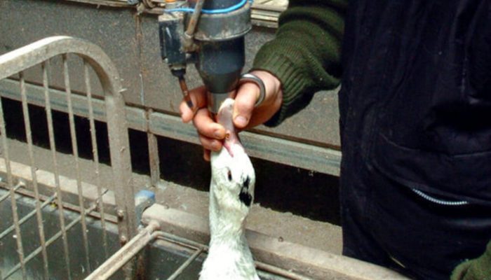 Brasil veta produção e venda de foie gras por causa de maus-tratos a animais