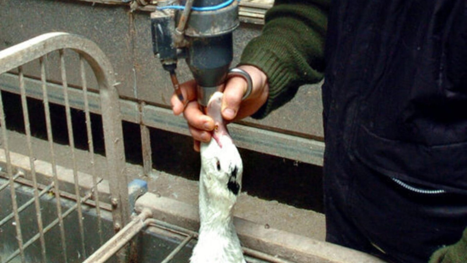 Brasil veta produção e venda de foie gras por causa de maus-tratos a animais