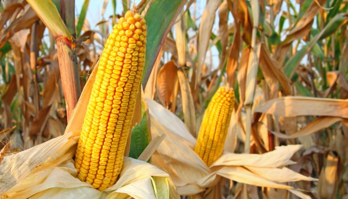 Colheita de milho safrinha no Centro-sul atinge 60% com desafios climáticos