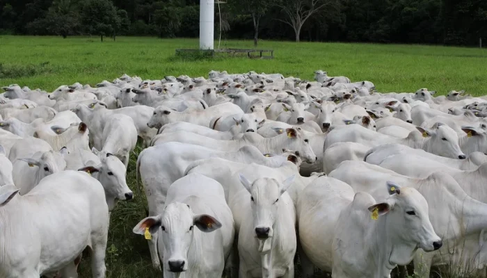 COM 1,3 Milhão DE Bovinos, Marabá Está ENTRE OS Maiores Rebanhos DO País