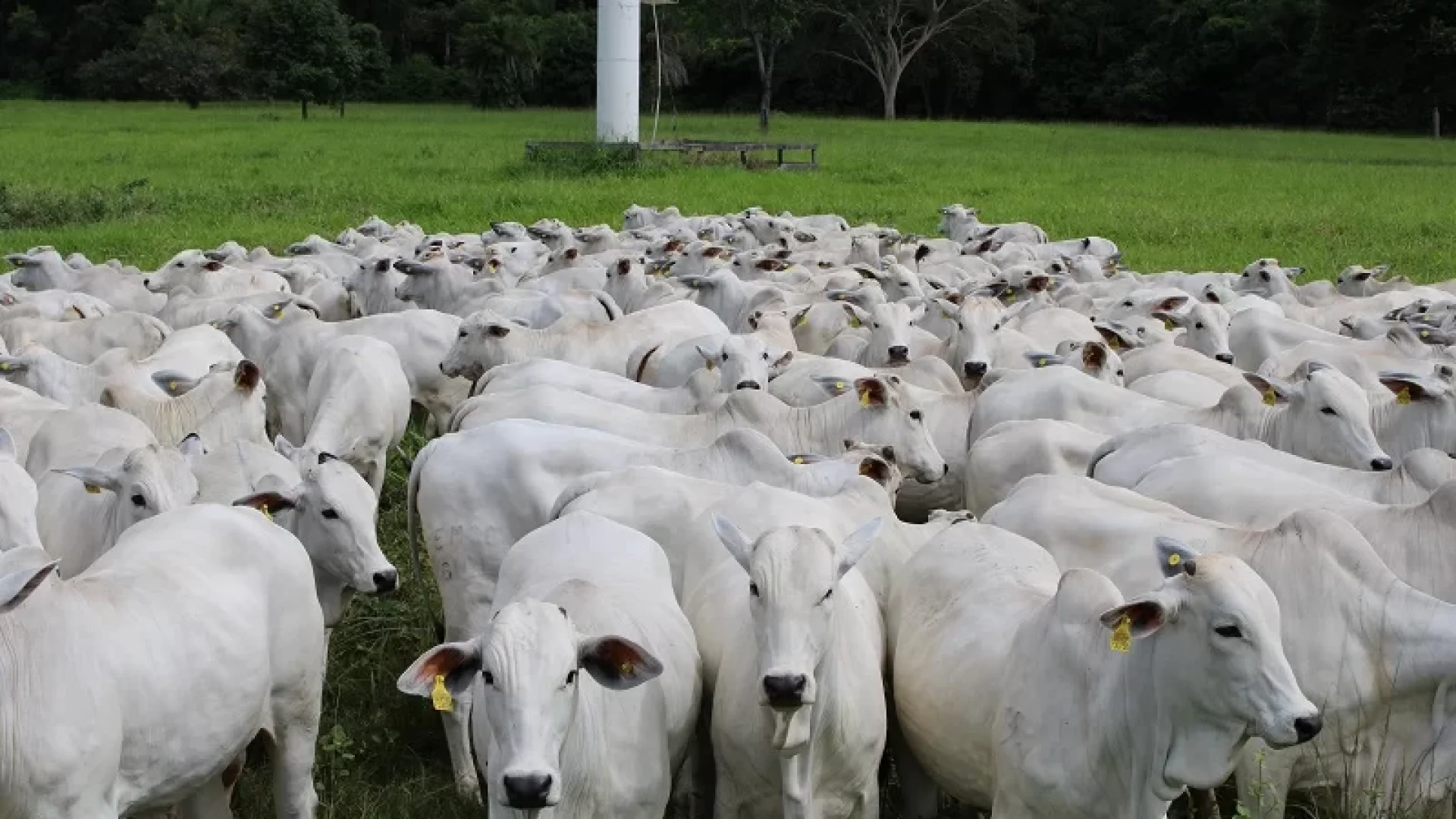 COM 1,3 Milhão DE Bovinos, Marabá Está ENTRE OS Maiores Rebanhos DO País