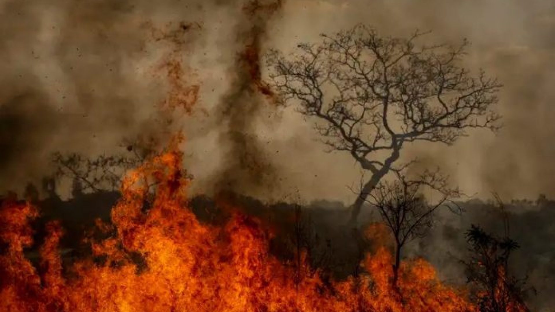Como evitar queimadas durante o tempo seco as queimadas são desastres ambientas que podem provocar muitos prejuízos a agricultores e provocar a morte de boa parte da fauna e flora