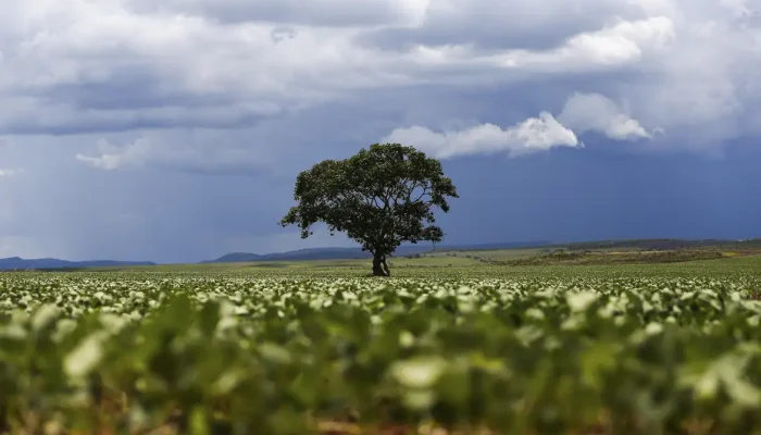 Crédito RURAL: Região SUL LIDERA Liberação DE Recursos e Nordeste Registra MAIOR VALOR Médio NA SAFRA 2026/2027