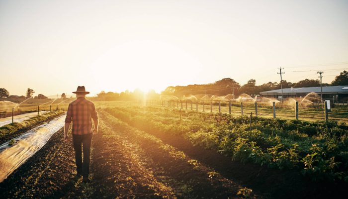 Dia do Agricultor: homenagem a quem transforma trabalho em alimento