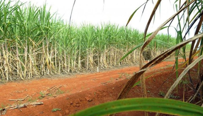 Governo federal oficializa subsídio de R$ 12 por tonelada para produtores de cana no Nordeste