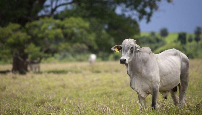 Secretaria de Agricultura e Abastecimento do Estado de São Paulo