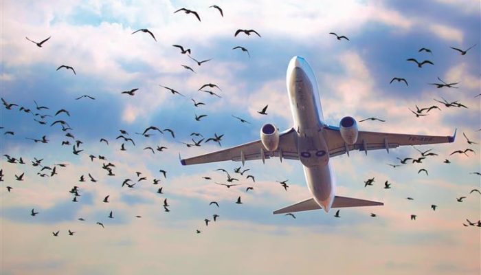 tos e Aeroportos finalizou o Projeto Risco de Fauna, iniciativa que cria uma bas