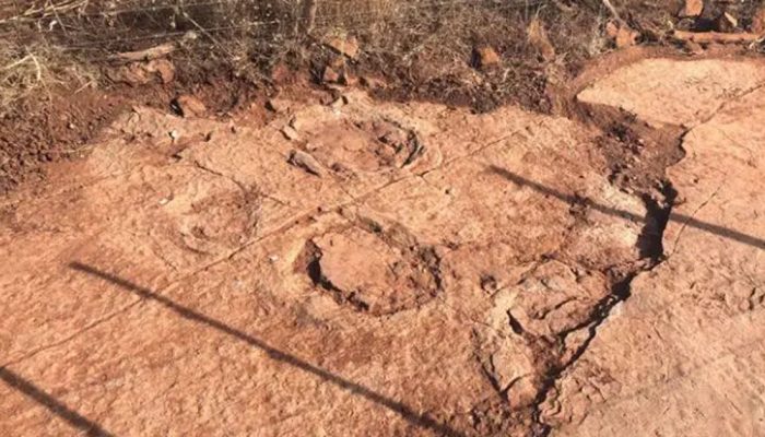 ali há 140 milhões de anos era um dinossauro carnívoro de grande porte, possivel