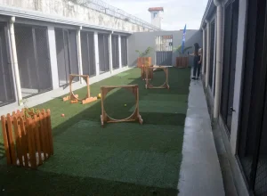 meio de seus órgãos de proteção e atendimento a animais em situação de rua, como