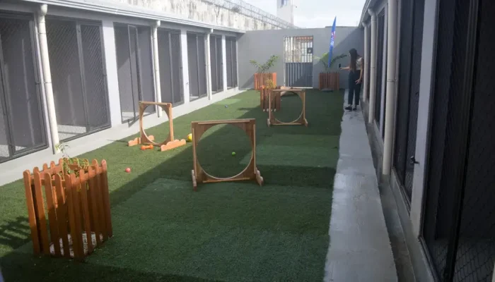 meio de seus órgãos de proteção e atendimento a animais em situação de rua, como