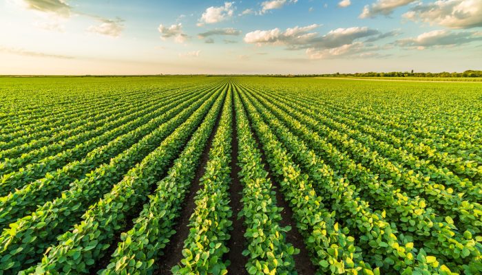 Brasil consolida liderança global em soja certificada com volume recorde