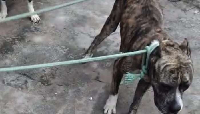 A família tem um casal de pitbulls, mas um dos animais se estressou ao supostamente tentar defender a fêmea, que estava no cio (Foto: 17º BPM