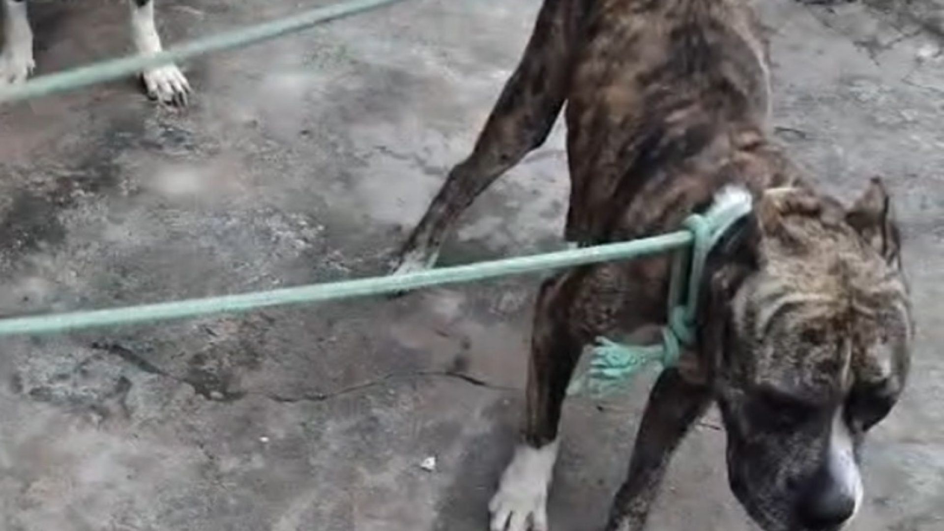 A família tem um casal de pitbulls, mas um dos animais se estressou ao supostamente tentar defender a fêmea, que estava no cio (Foto: 17º BPM