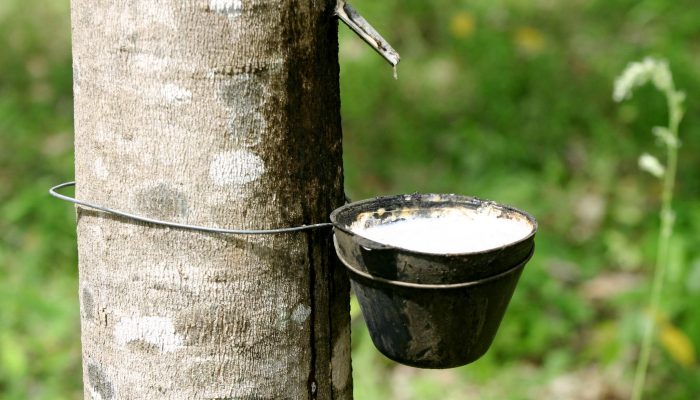 Borracha natural: Conab reforça apoio logístico para escoamento da safra 2025/26