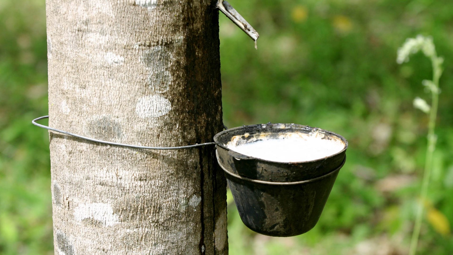 Borracha natural: Conab reforça apoio logístico para escoamento da safra 2025/26