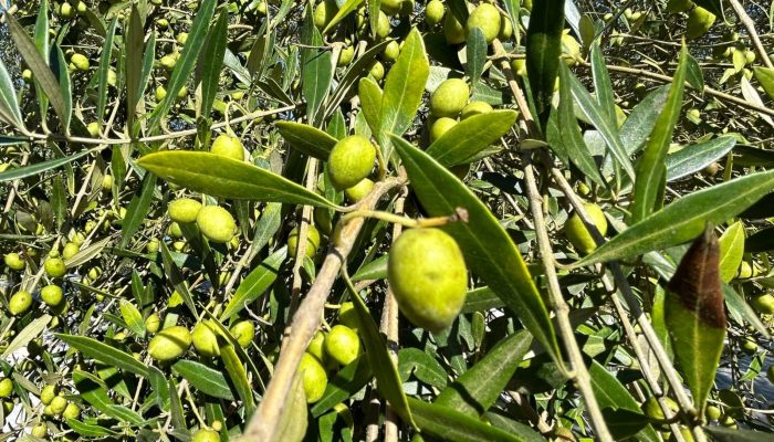 Inovação em olivicultura impulsiona azeite gaúcho rumo à excelência nacional