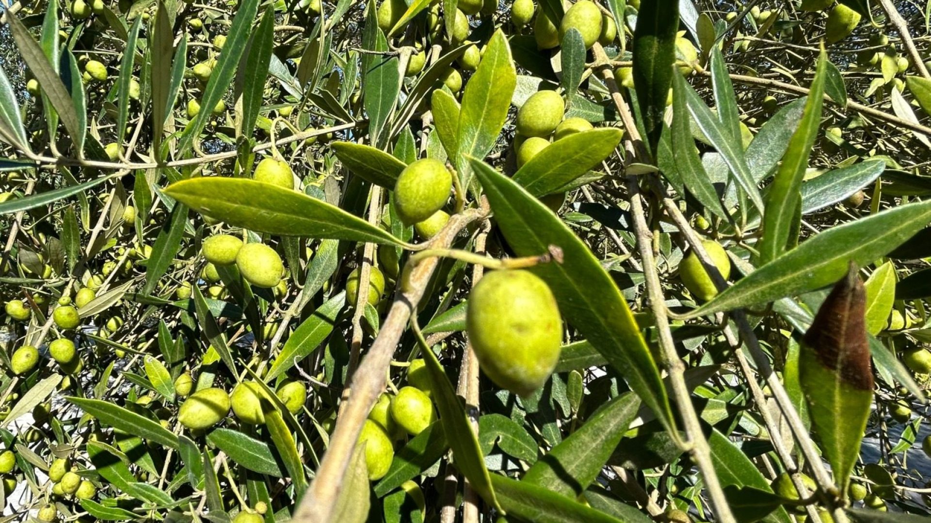 Inovação em olivicultura impulsiona azeite gaúcho rumo à excelência nacional