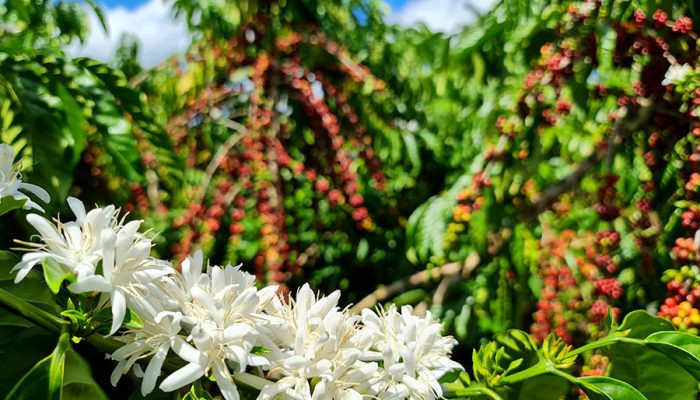 Conab projeta safra recorde de café impulsionada por bienalidade e clima favorável