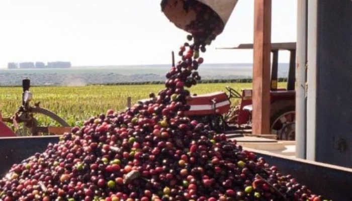 ada, que pode atingir um recorde produtivo. O post Safra de café do Brasil tem i