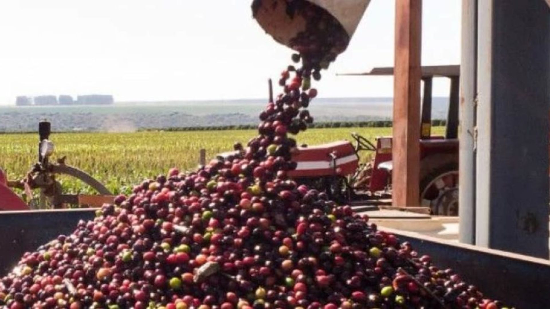 ada, que pode atingir um recorde produtivo. O post Safra de café do Brasil tem i