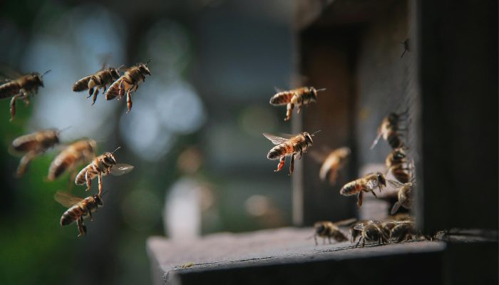 Polinizadores: estratégias globais essenciais para a agricultura e a biodiversidade