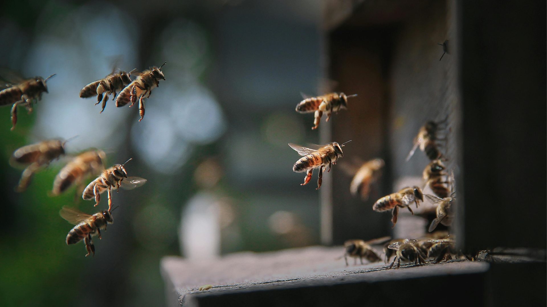 Polinizadores: estratégias globais essenciais para a agricultura e a biodiversidade