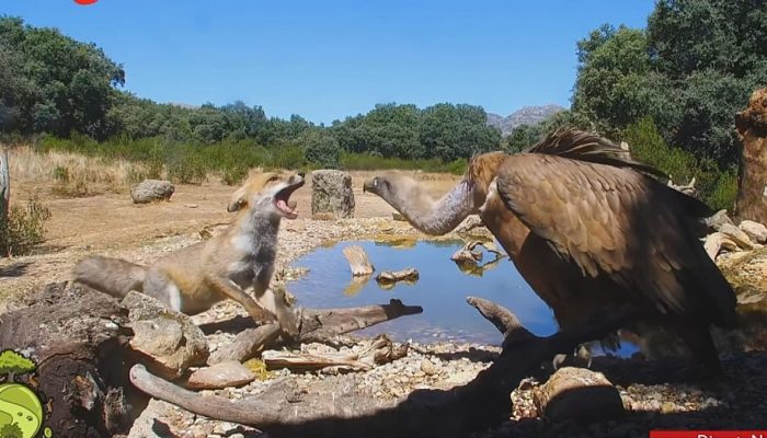 Espanha: webcams de natureza, a janela digital para a vida selvagem