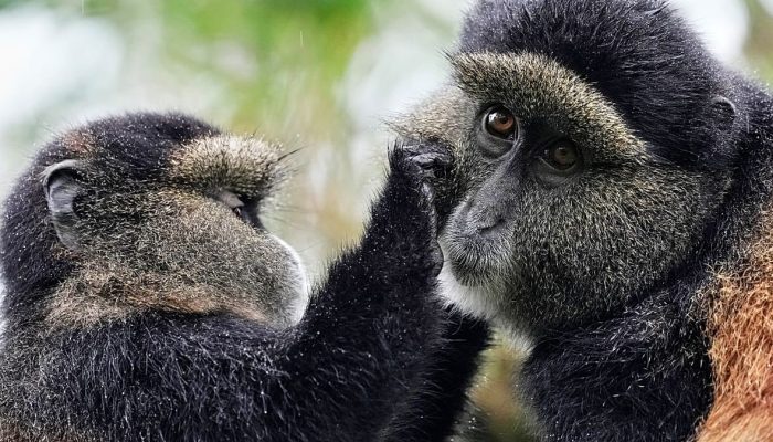 eDNA revoluciona monitoriza&ccedil;&atilde;o da vida selvagem em &Aacute;frica