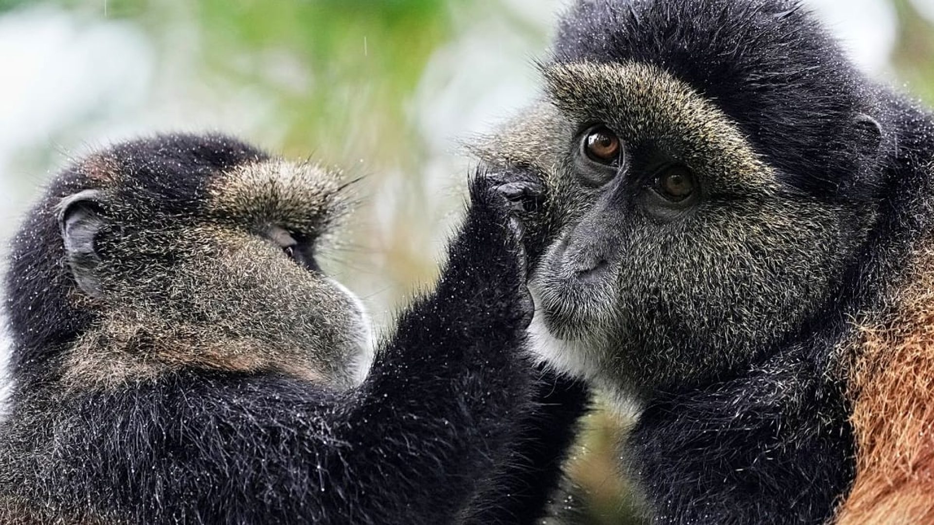 eDNA revoluciona monitoriza&ccedil;&atilde;o da vida selvagem em &Aacute;frica