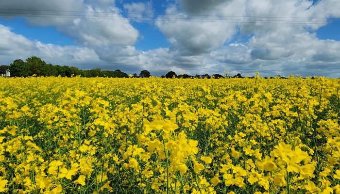 Bioinova impulsiona a transição energética com soluções inovadoras na agricultura