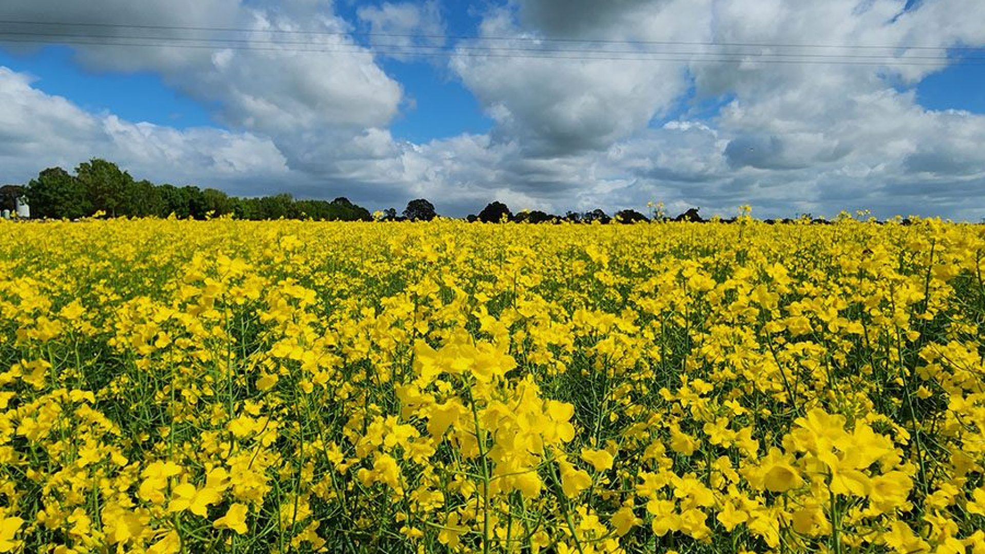 Bioinova impulsiona a transição energética com soluções inovadoras na agricultura