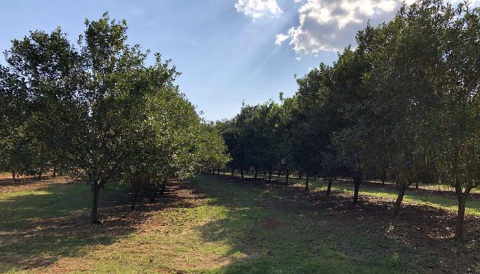 Macadâmia: bactérias nativas da planta surgem como promessa no controle de doenças