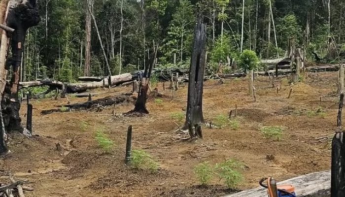 Anapu registra operação policial que desarticula plantação de maconha e termina em confronto