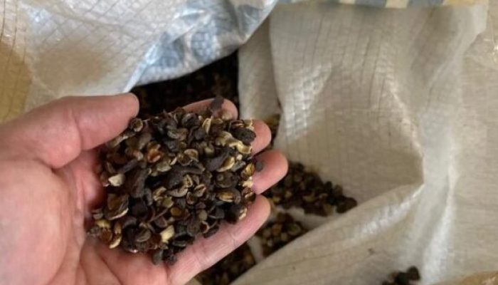 Café irregular é alvo de operação que fecha 19 locais e apreende 82 toneladas