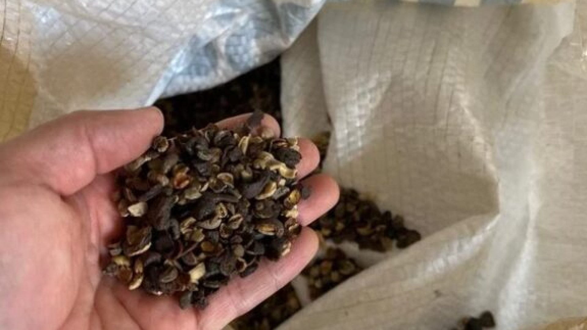 Café irregular é alvo de operação que fecha 19 locais e apreende 82 toneladas