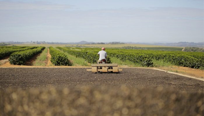 Cerrado Mineiro inova com estratégia de marca para cafés especiais