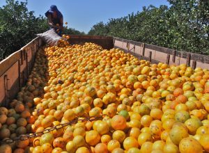 Greening avança e põe em risco a competitividade da citricultura brasileira