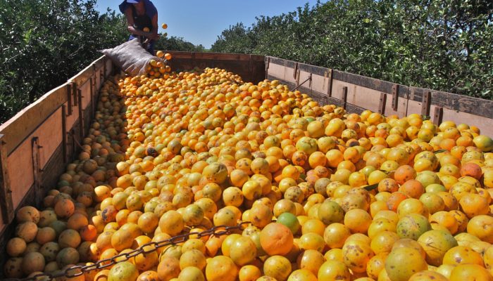 Greening avança e põe em risco a competitividade da citricultura brasileira