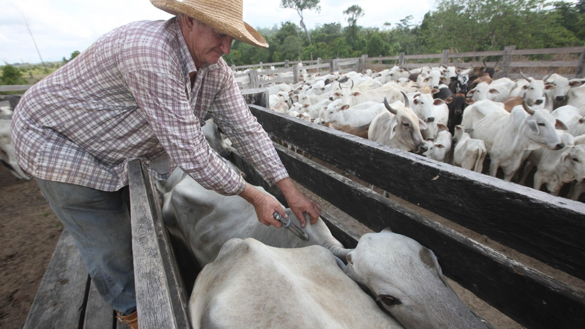 Sidney Oliveira / Agência Pará
