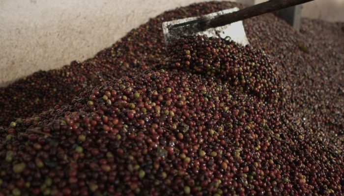 Investigação dos EUA sobre trabalho forçado gera alerta no setor cafeeiro brasileiro