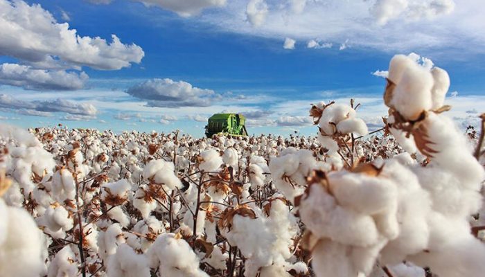 Análise de fibras impulsiona algodão baiano com novo centro na Bahia Farm Show 2026