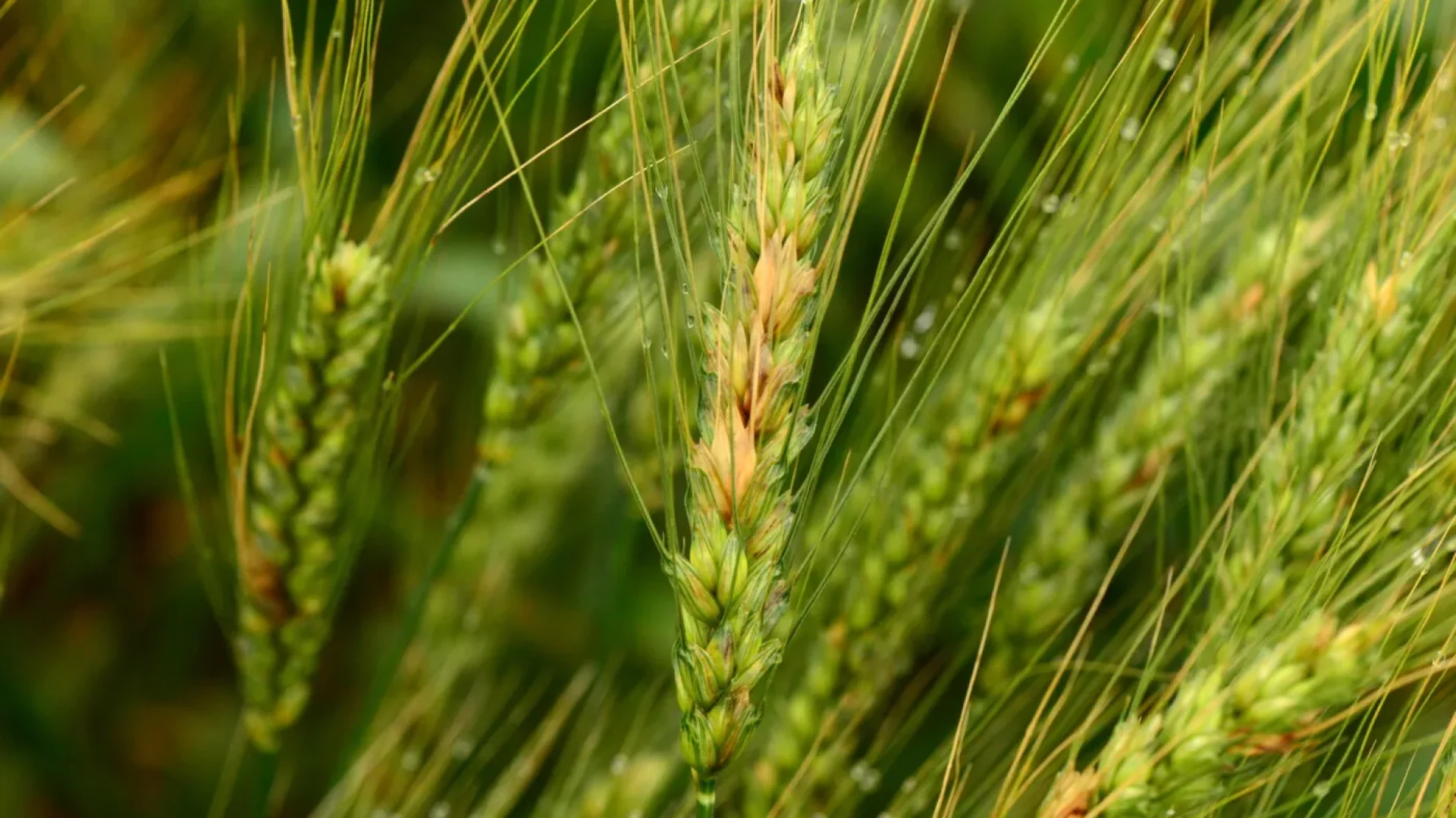 Trigo avança em território nacional impulsionado por clima favorável