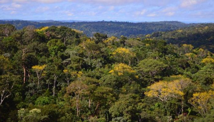 te de 40,7 milhões de libras ao Fundo Amazônia, consolidando-se como o segundo m