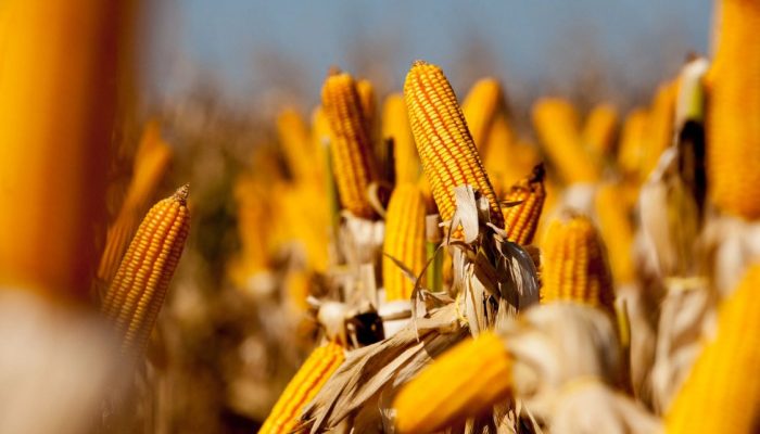 tunidades para o milho produzido em Mato Grosso apareceu primeiro em Notícias do