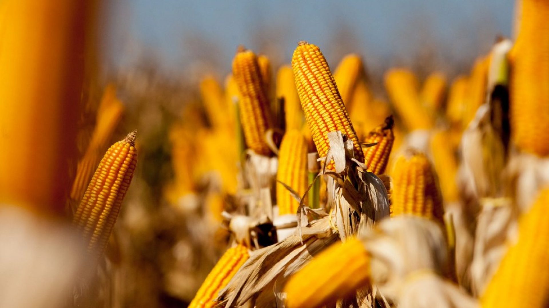 tunidades para o milho produzido em Mato Grosso apareceu primeiro em Notícias do
