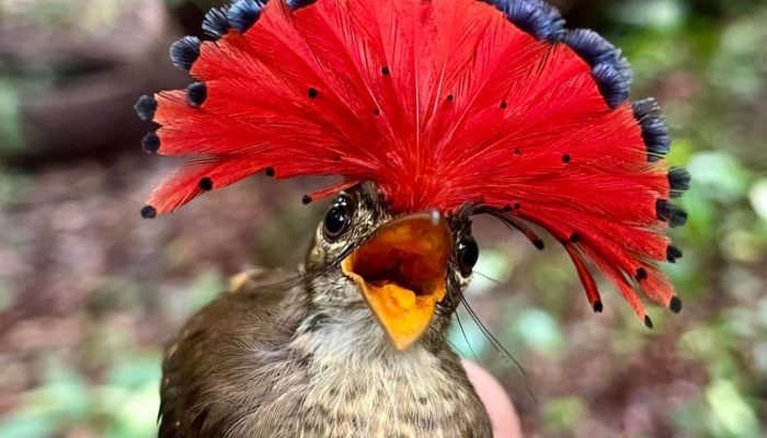 Pesquisa identificou espécies desconhecidas pelos próprios indígenas Panará (Foto: Reprodução / Conservação Internacional
